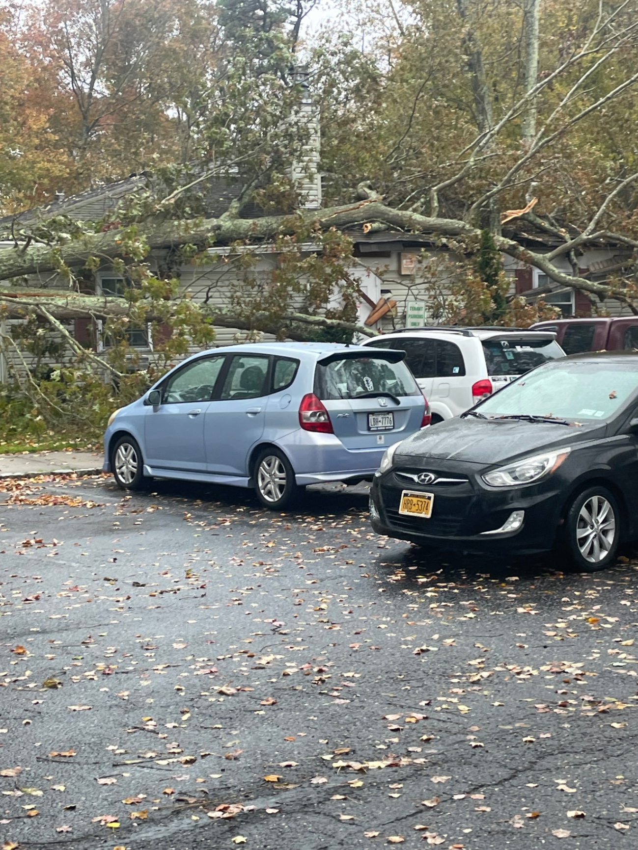 Tree on car 
