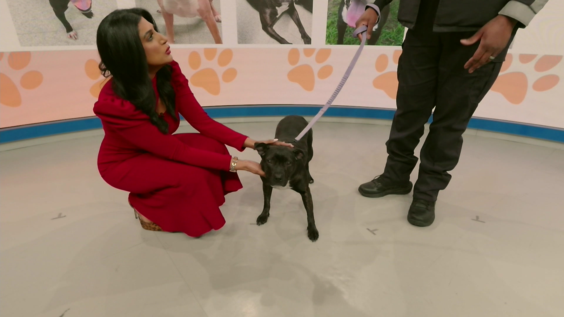 pawspalsnoon_2026-03-27-13-33-08