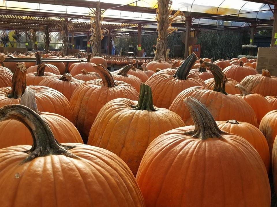 pumpkin patch patchogue