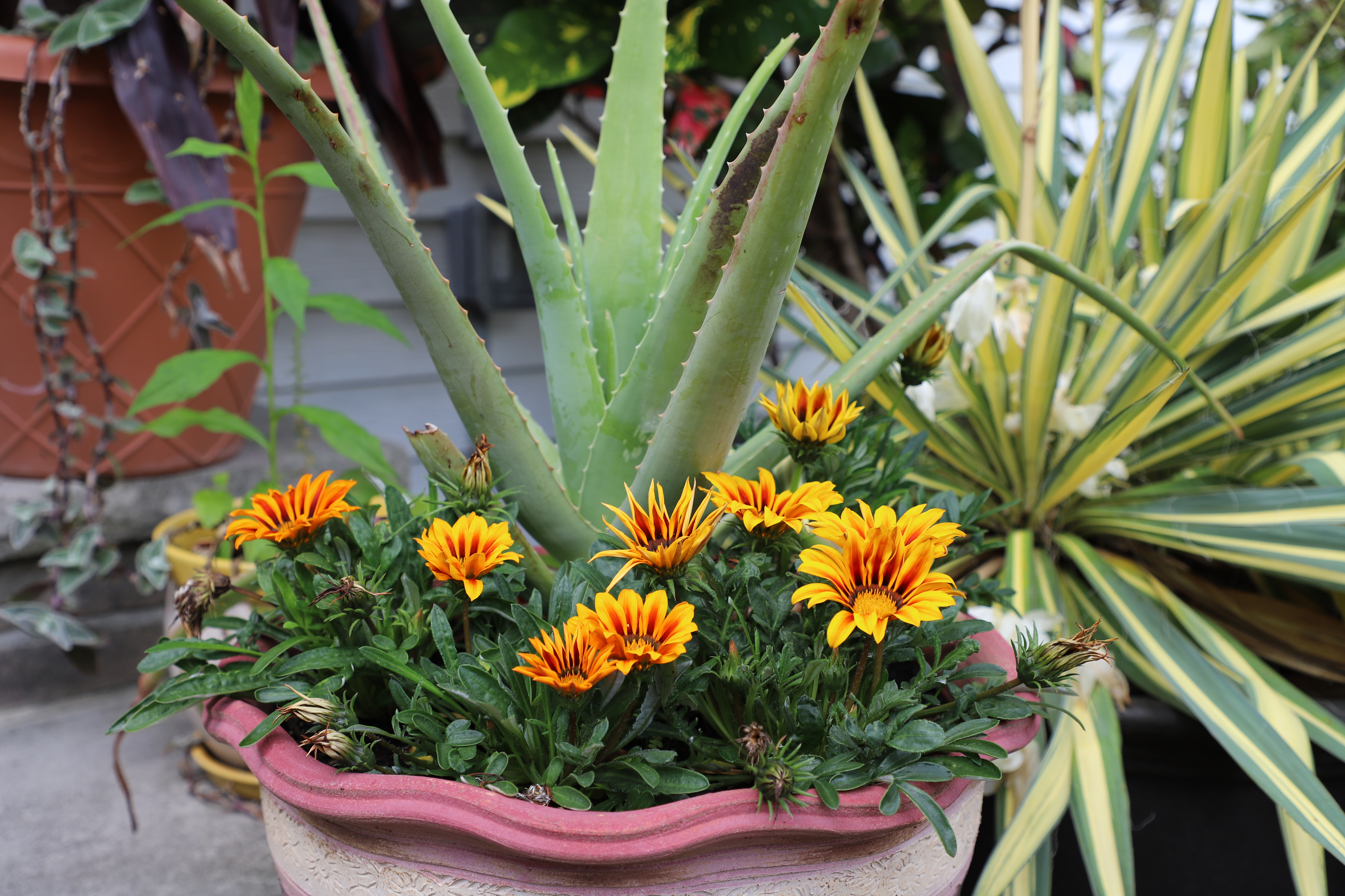 gazania.JPG