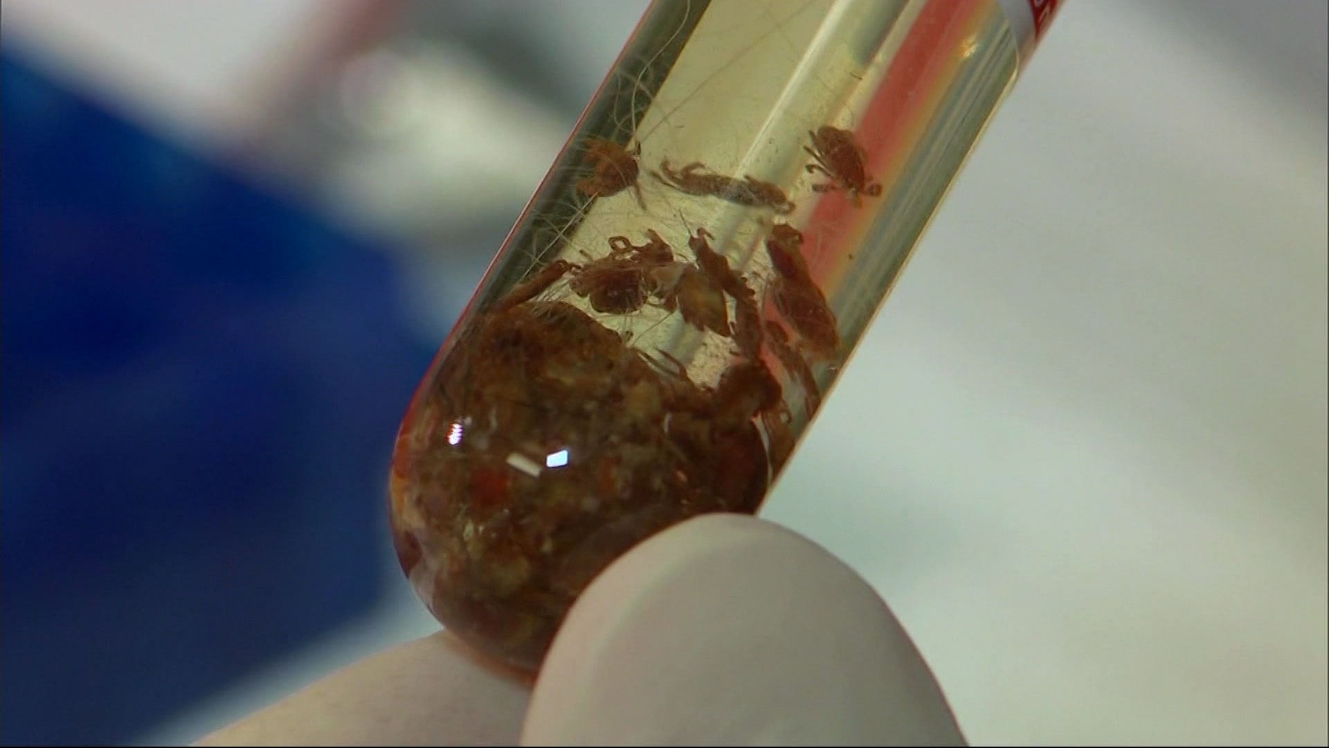 Lyme disease vaccine heading into phase 3 trials