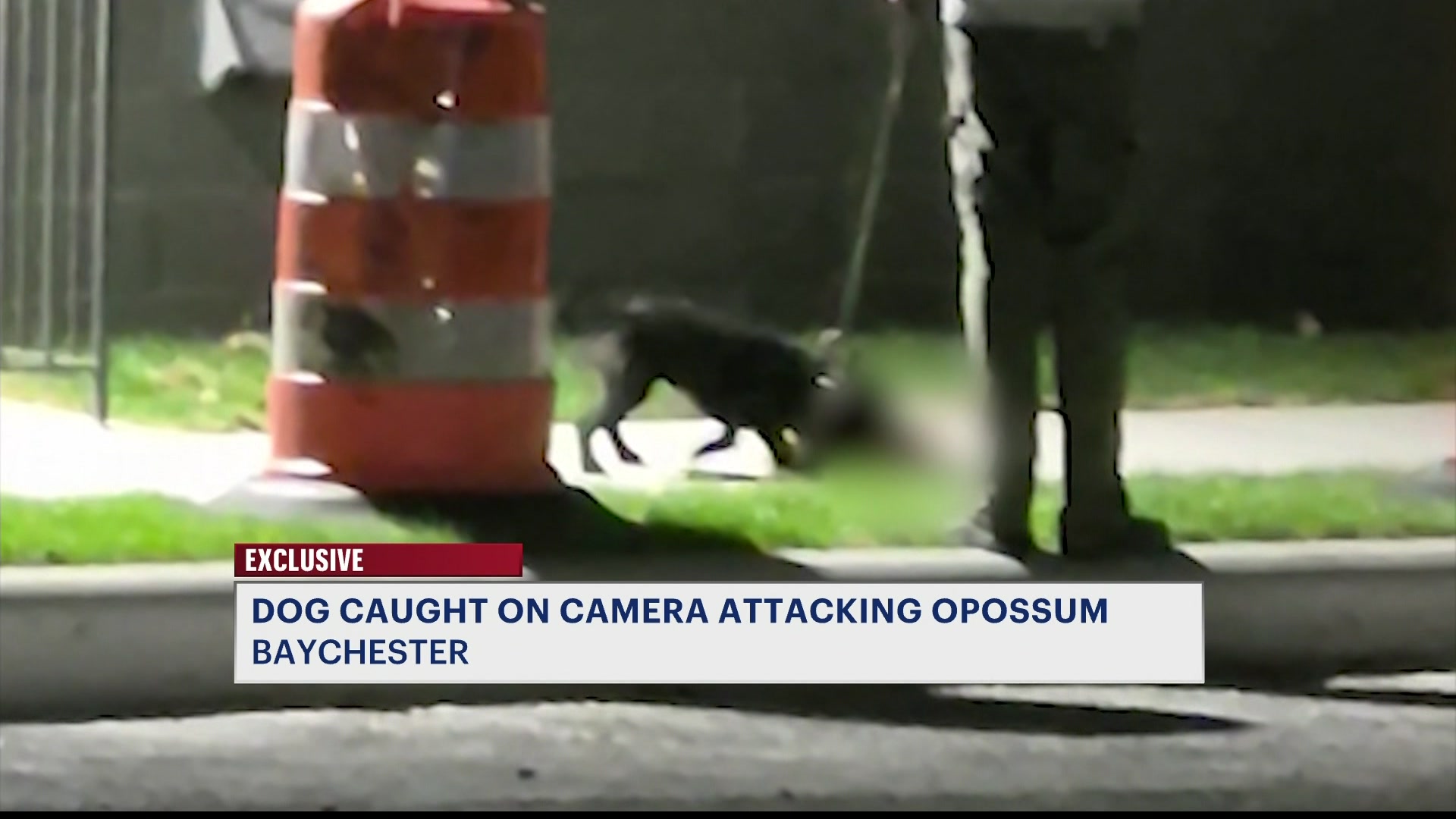 animalabuseconcernsCM_2026-04-08-17-08-53