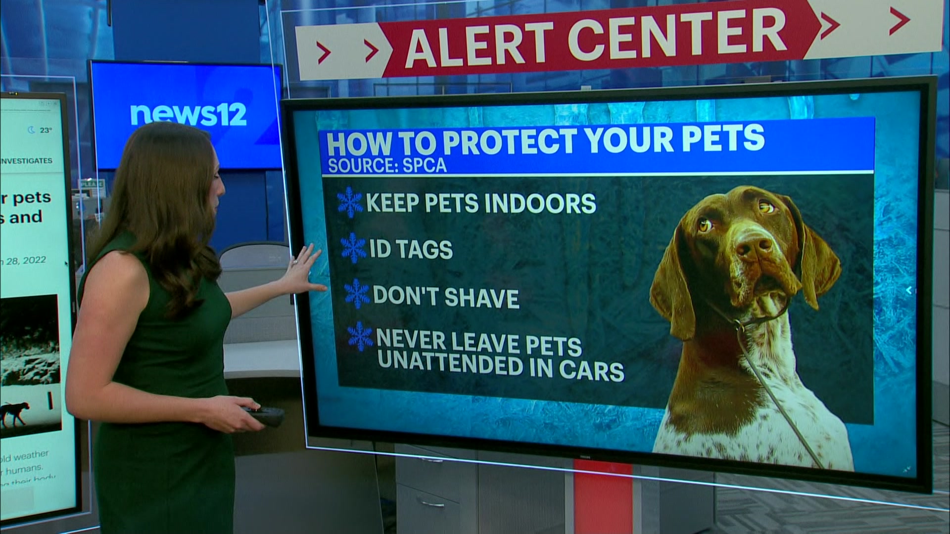 spca-shares-pet-safety-tips-for-cold-weather-conditions