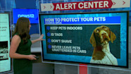 SPCA Shares Pet Safety Tips For Cold Weather Conditions