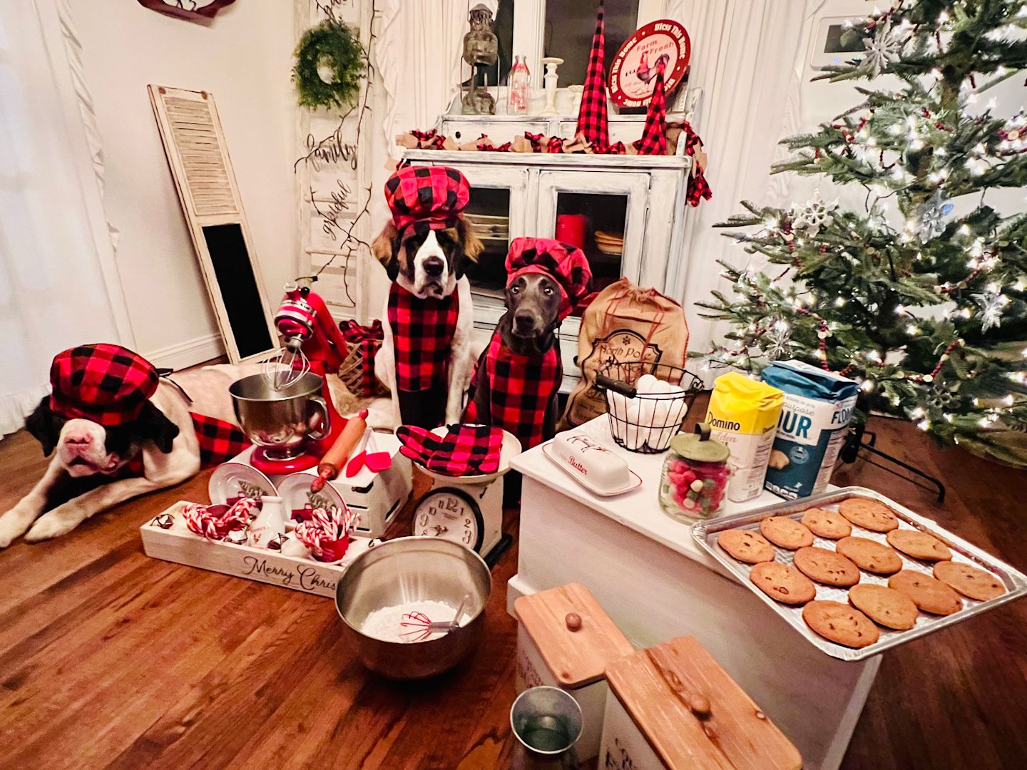 Your Long Island 2021 Holiday Photos