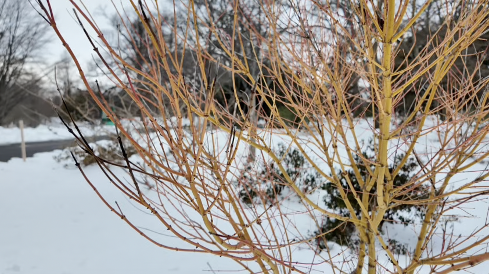 Screenshot 2026-02-17 at 10.07.42 AM