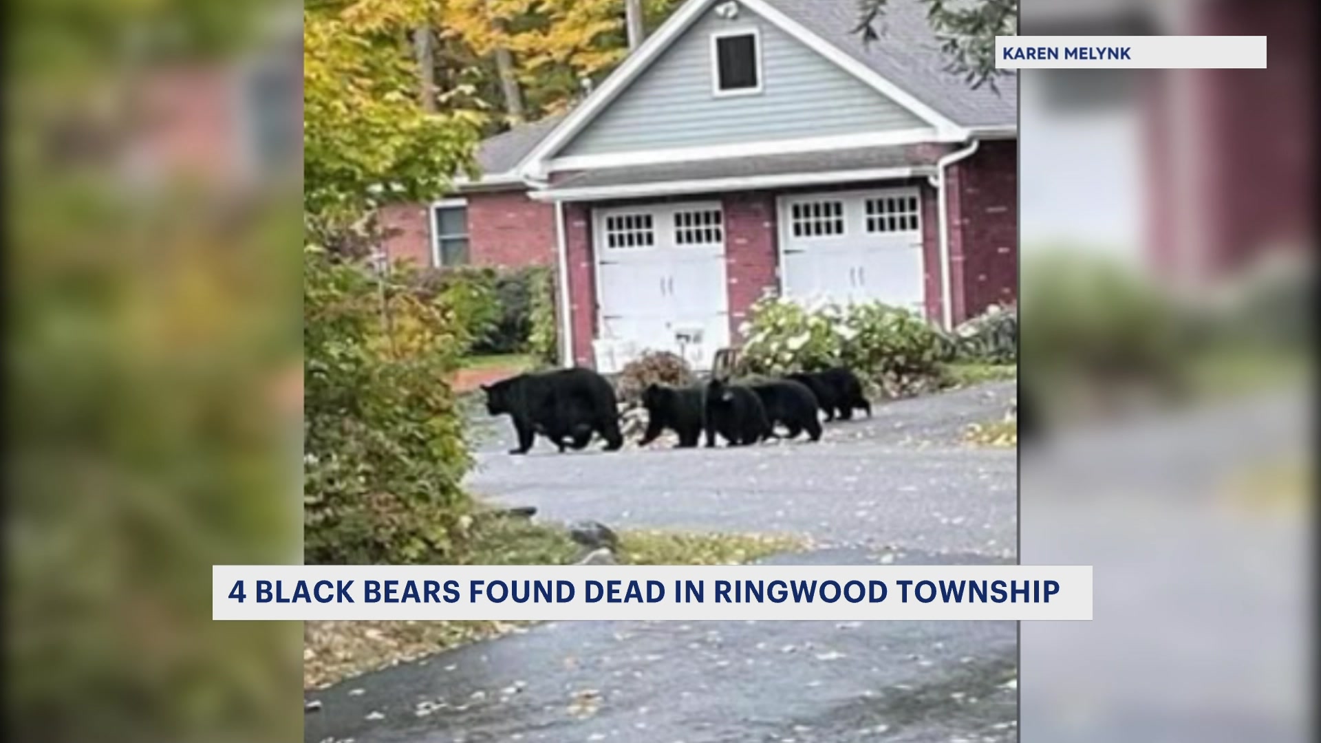 A Ringwood man is facing charges for illegally killing 4 bear cubs