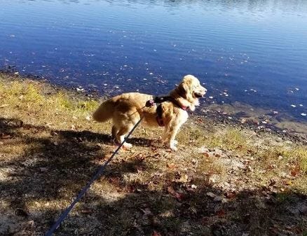 Article 144575 Thumbnail