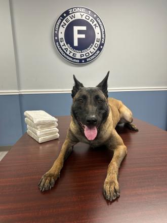 k9moran_3.jpg