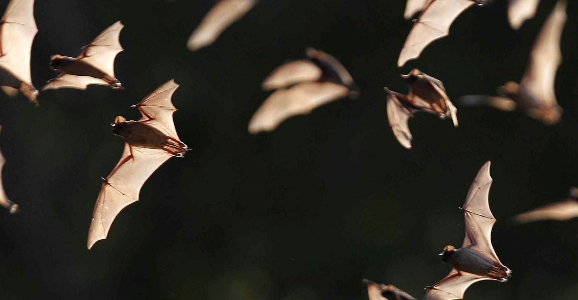 Rabies alert 2nd rabid bat found in Mays Landing; 6 rabies cases