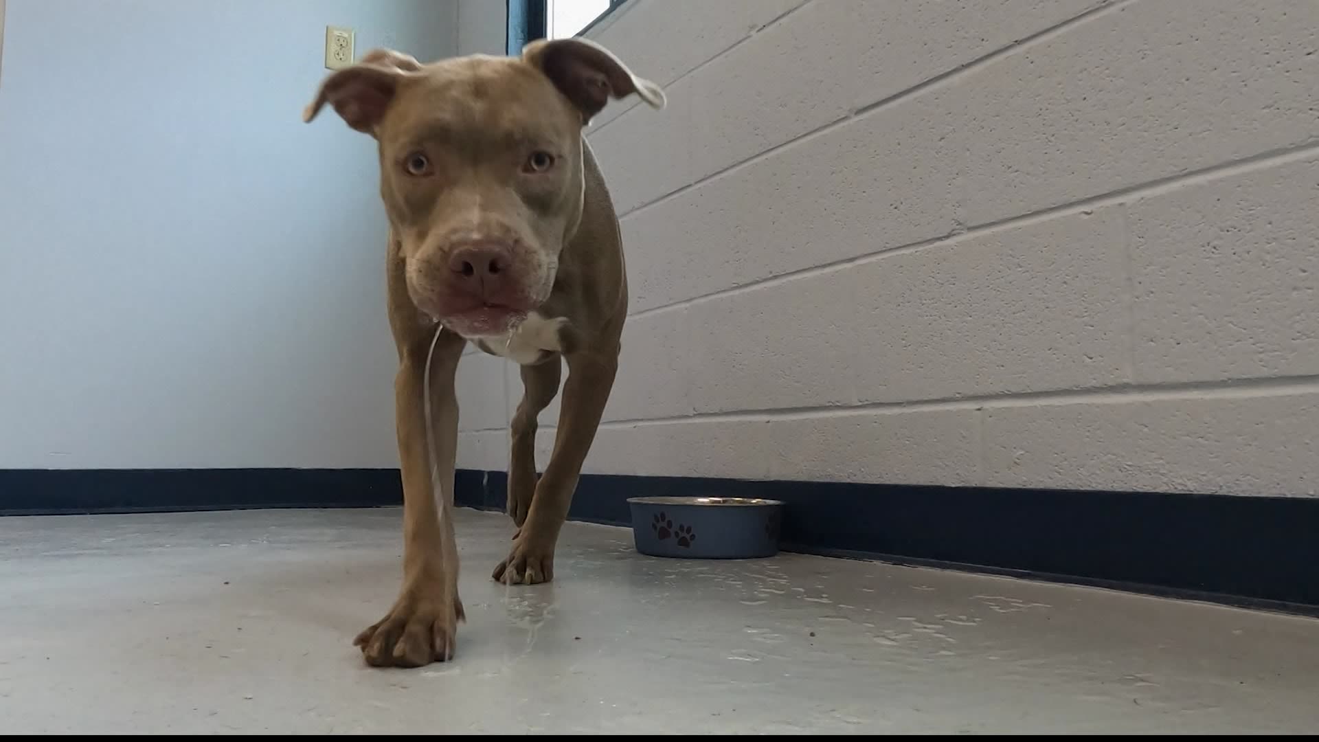 Maximus, pit bull puppy seen being thrown into storefront, now ready