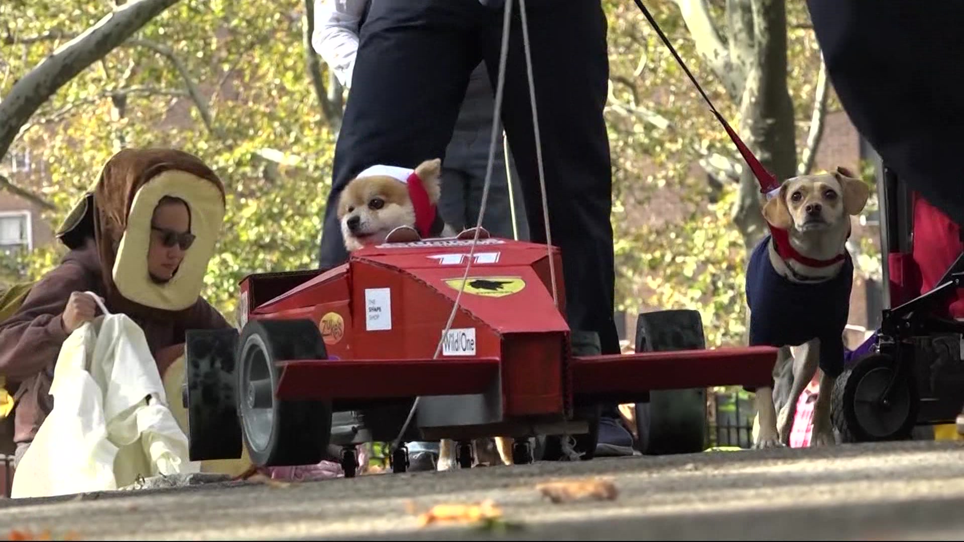 Great Pupkin Dog Costume Contest returns to Fort Greene