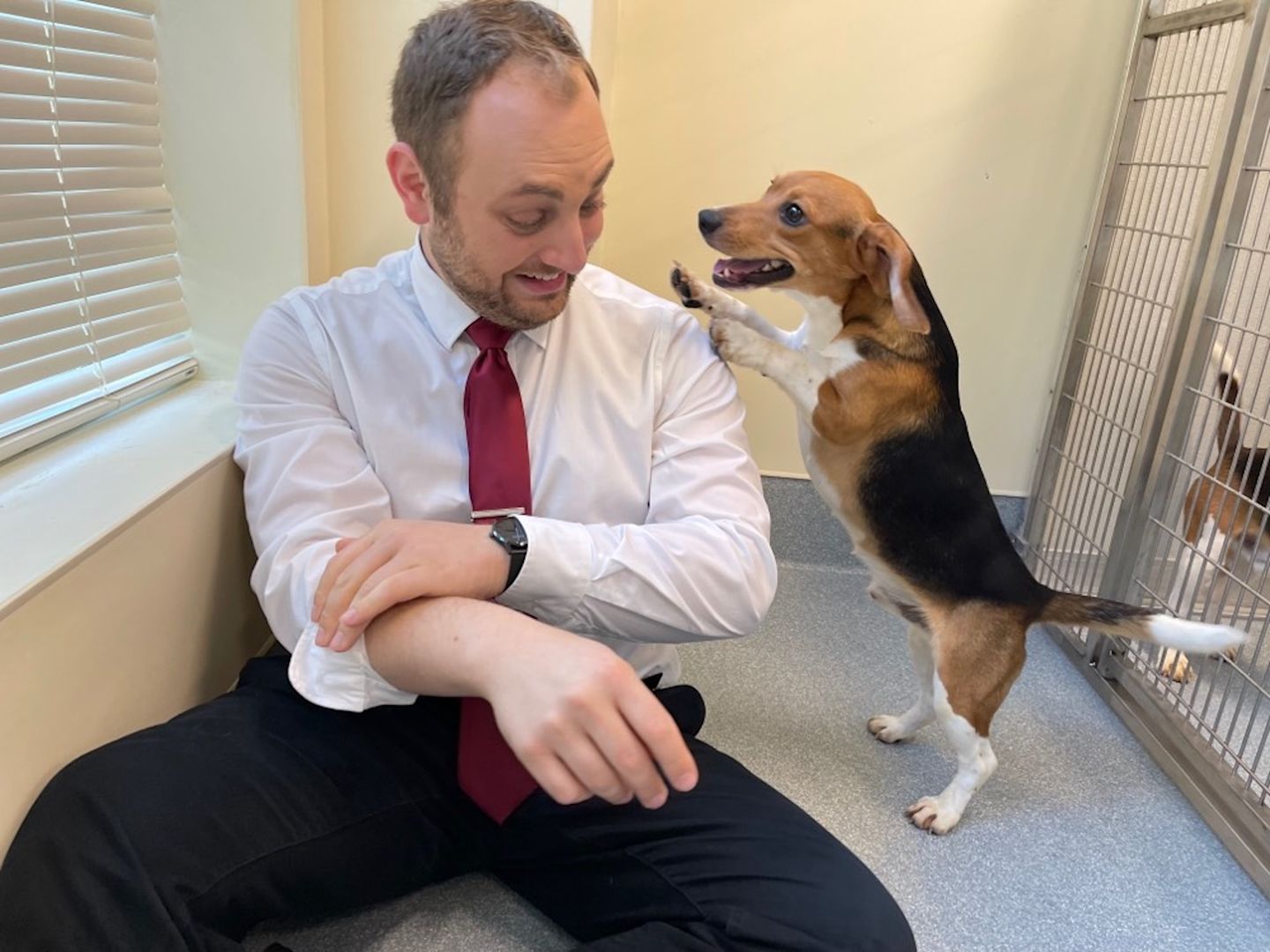 SPCA of Westchester rescues beagles from Virginia breeding facility
