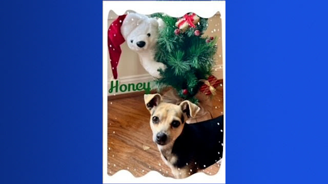 Paws & Pals Dogs up for adoption now at Friends of Long Island