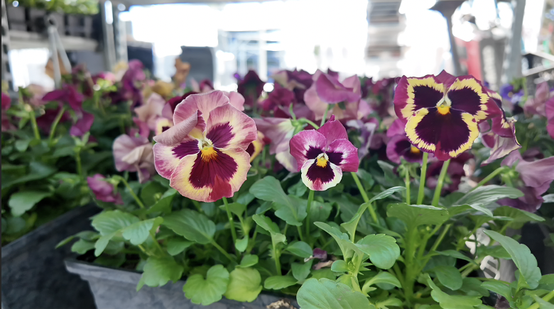 Screenshot 2026-03-25 at 8.40.43 PM.png