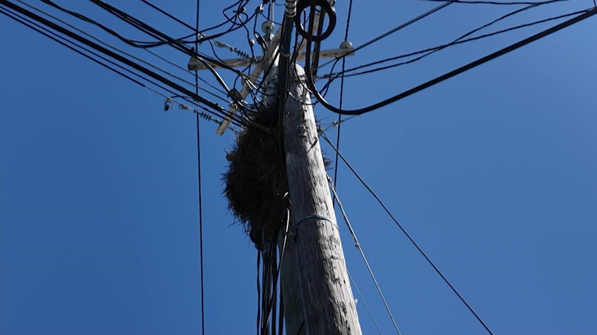 li5pmboljeremybirds_2026-04-11-17-11-14