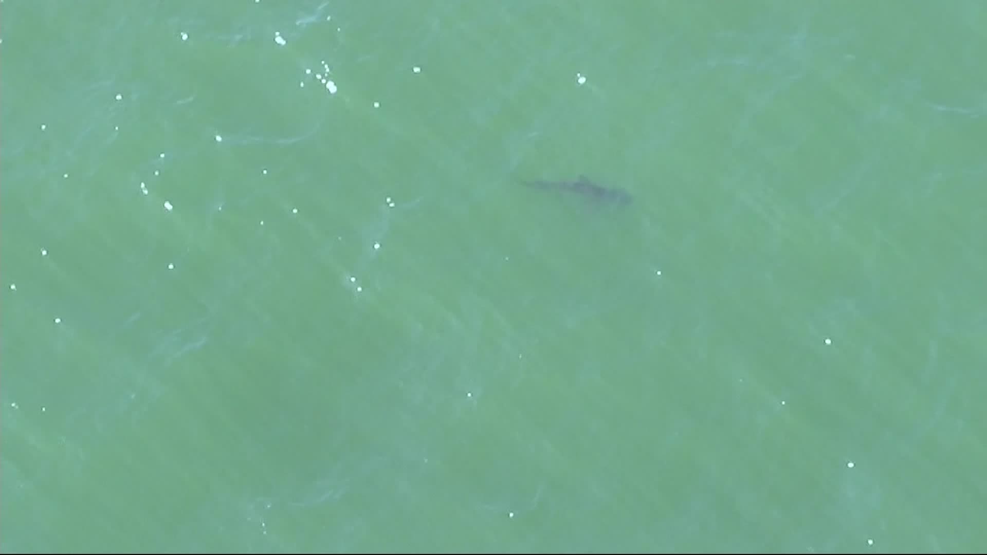 Sharks spotted offshore of Rockaway Beach in Queens