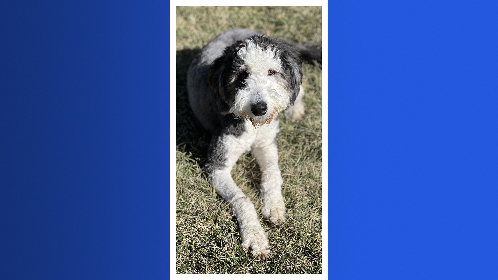 Paws & Pals: 4 dogs up for adoption at Jake’s Rescue Ranch