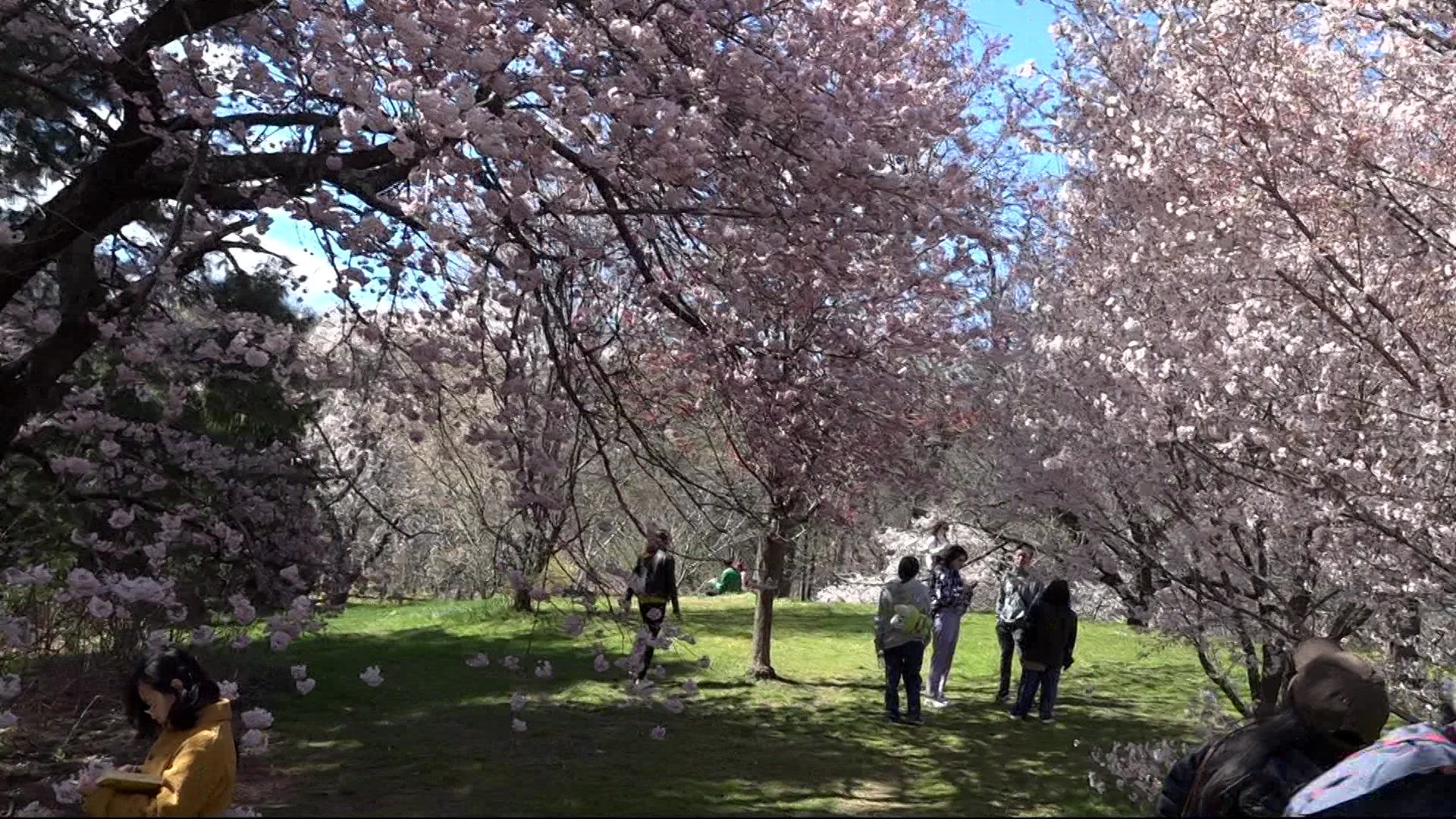 FLOWERS407_2024-04-07-17-41-00