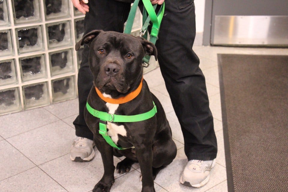 Article 145225 Thumbnail