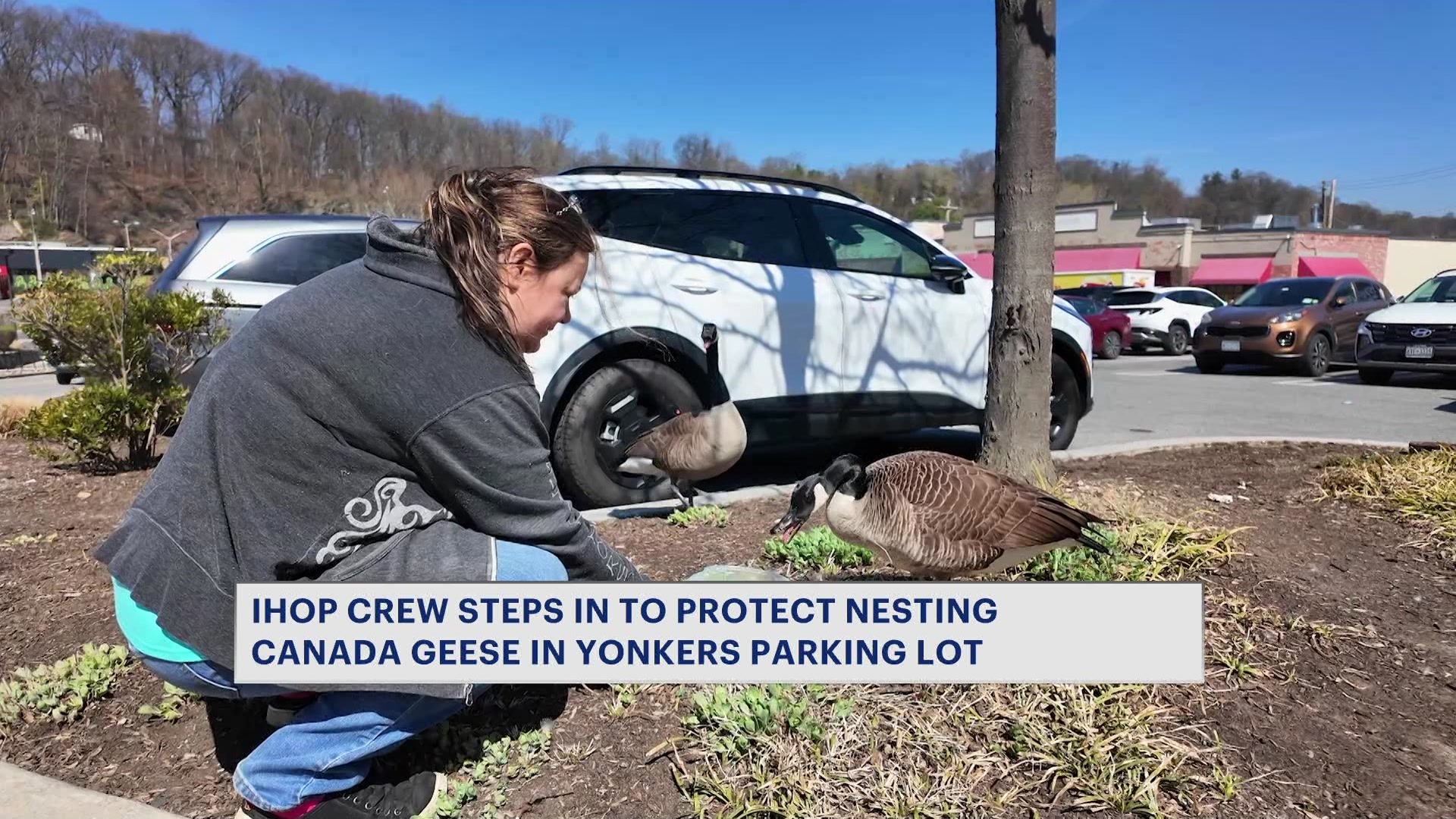 MTWCYonkersGeese0409_2026-04-09-18-07-03