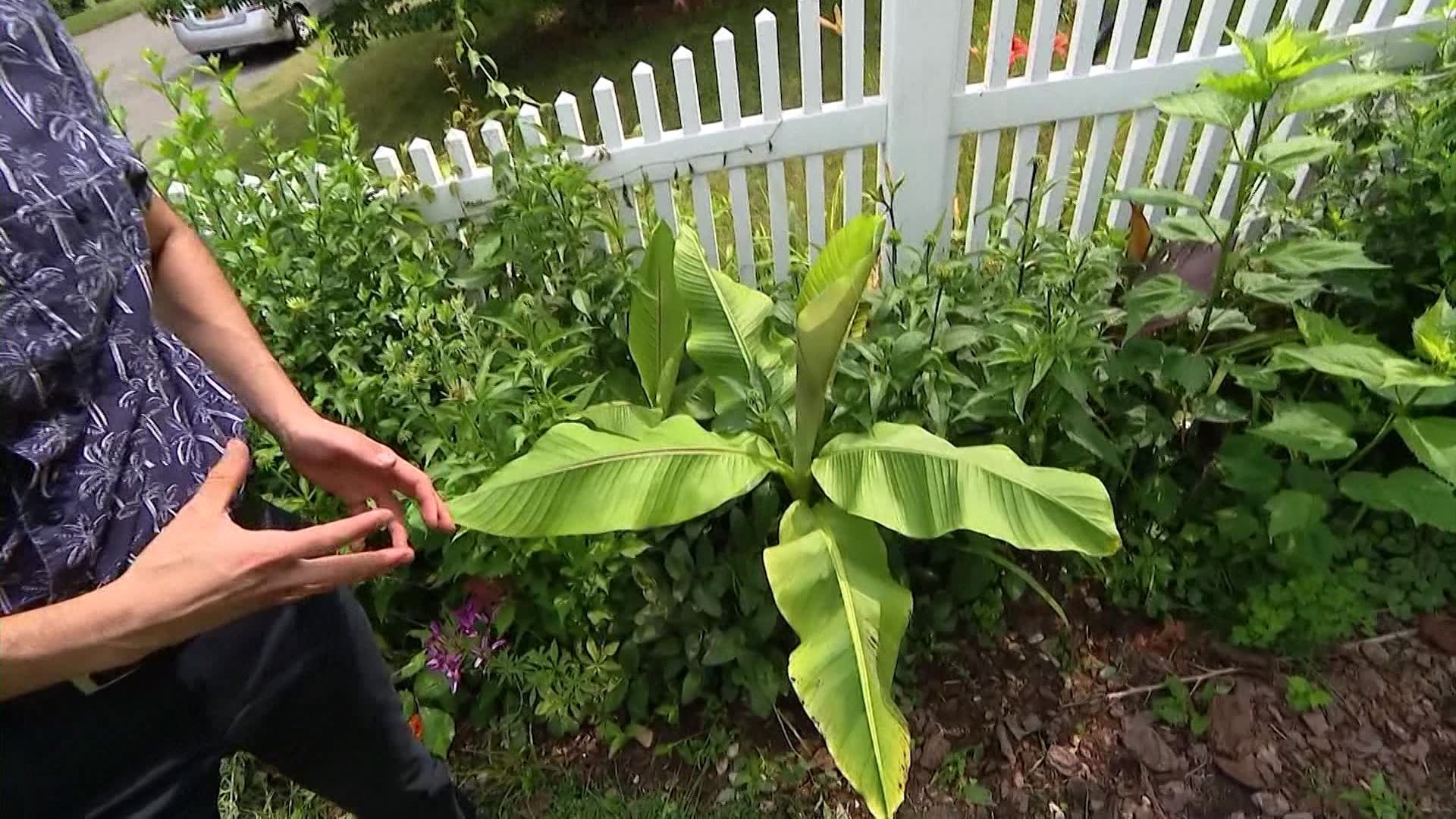 Garden Guide How To Grow Bananas Garden Guide How To Grow Bananas