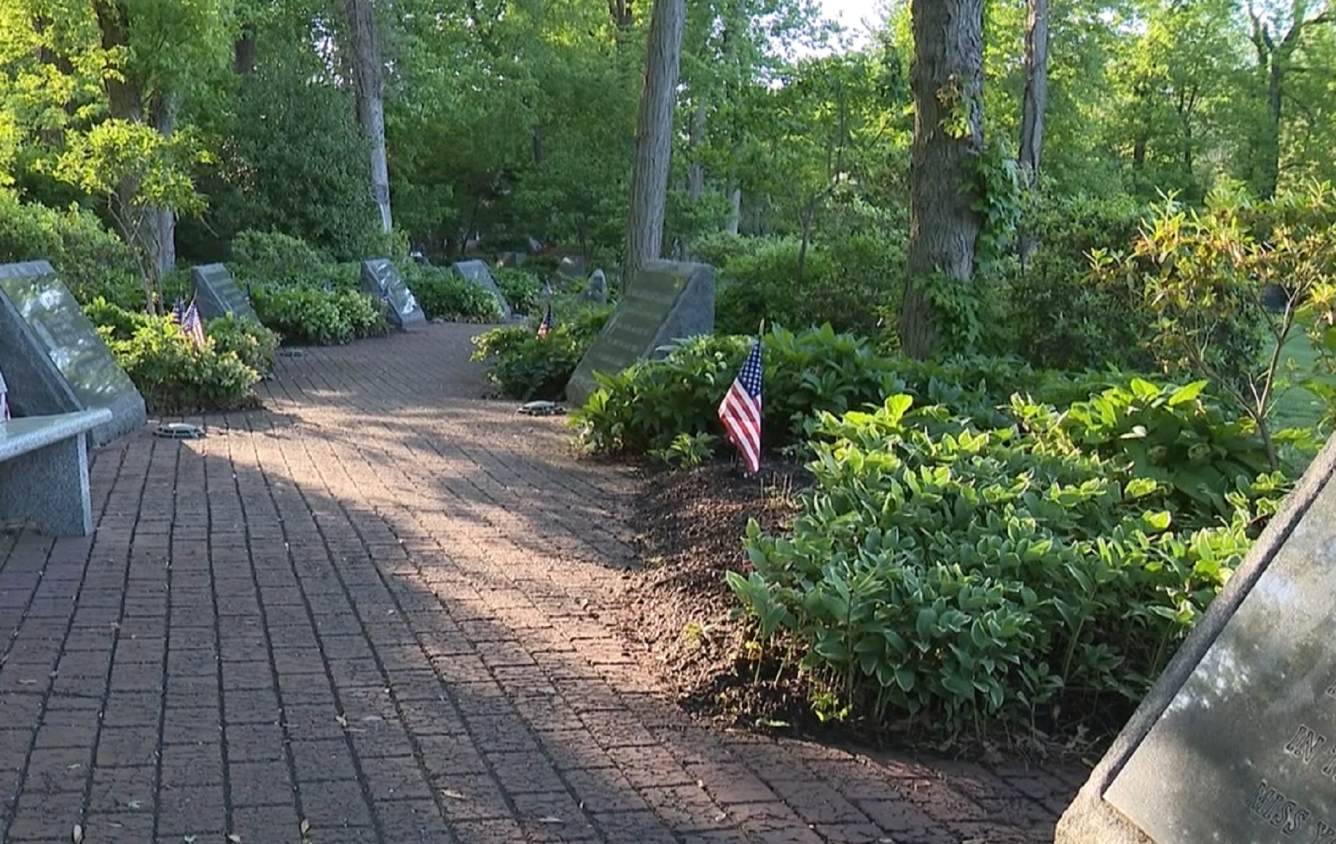 Clone of ‘survivor tree’ that lived through destruction during 9/11 ...