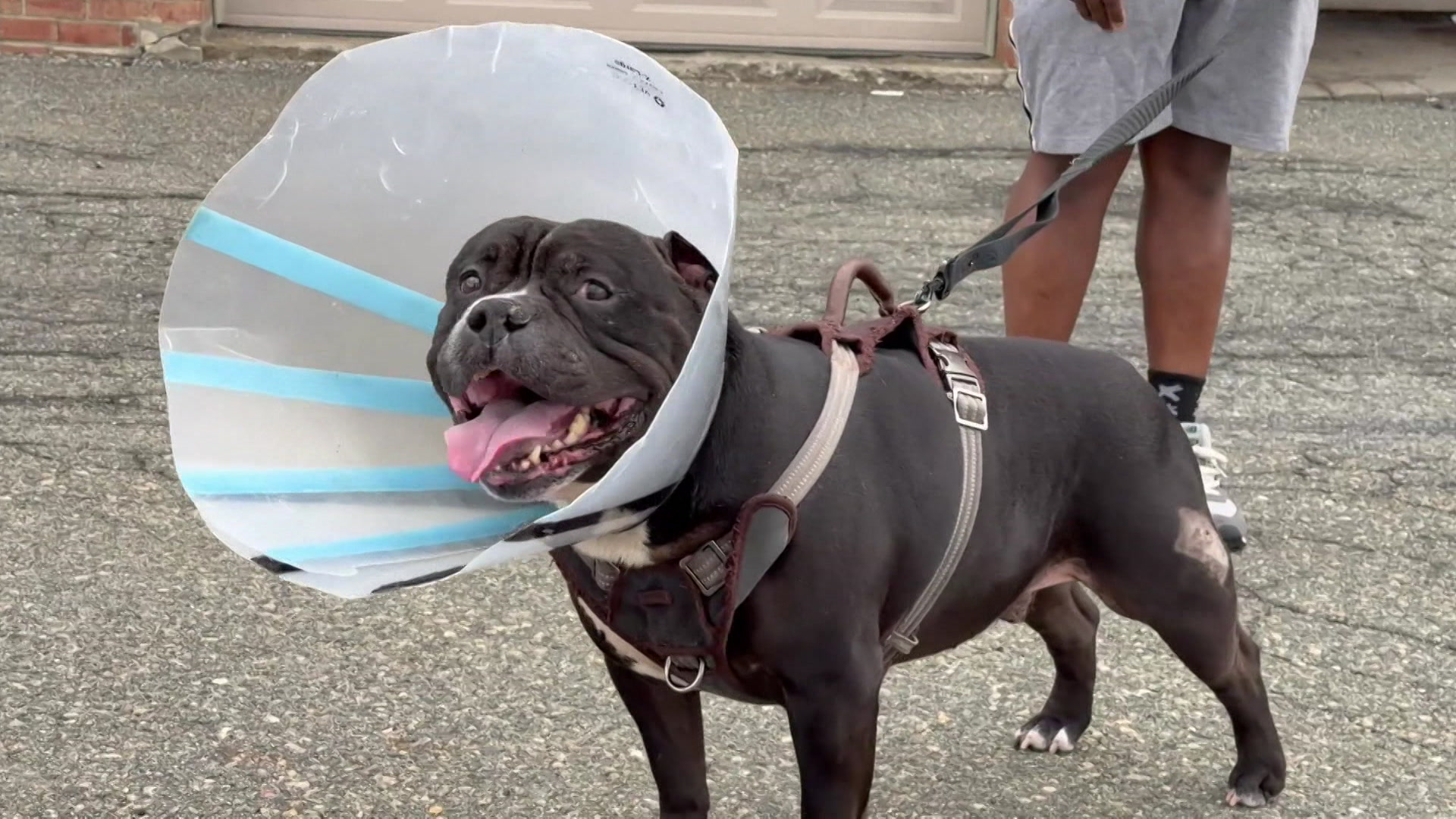 REMorrisCountyDogAttack_2026-04-01-18-00-27