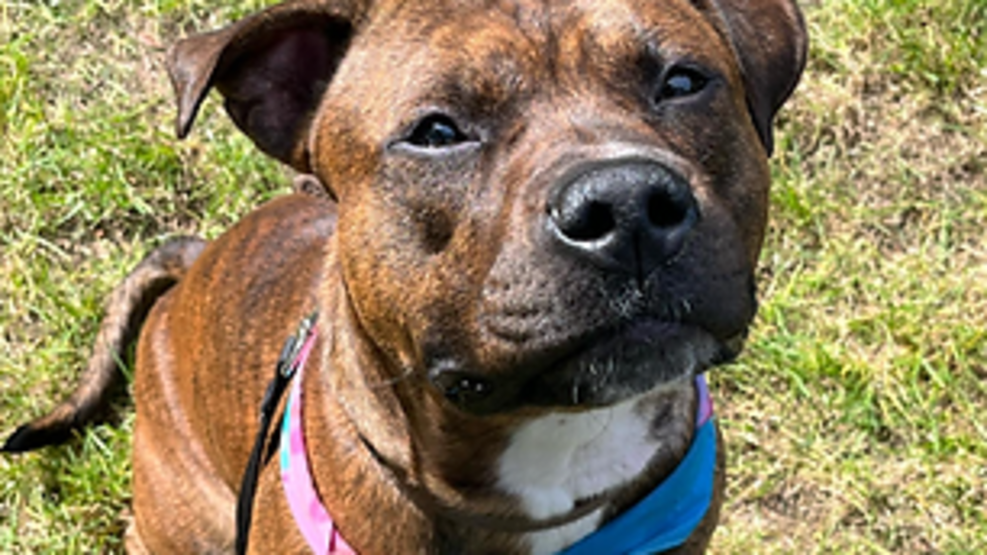 Paws and pals clearance training collar