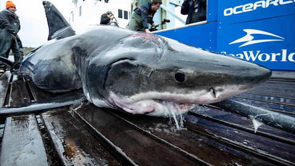 Researchers: 13-foot great white shark bitten by much larger shark