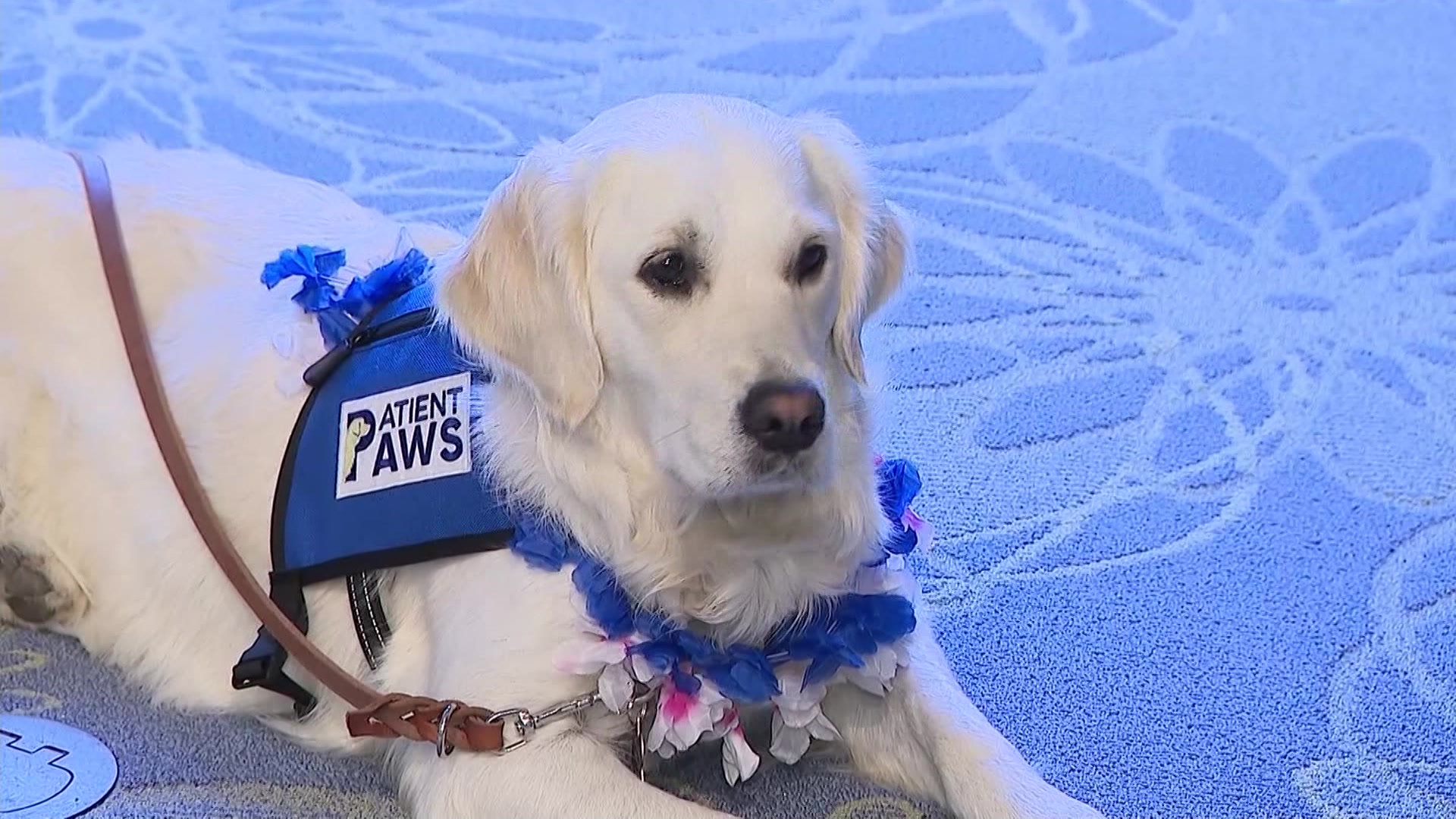 a-full-time-therapy-dog-is-starting-work-at-new-brunswick-children-s