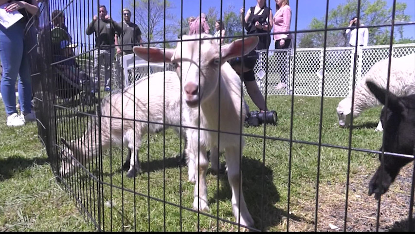 5 baby goats, pair of sheep join effort to maintain Norman J. Levy Park ...