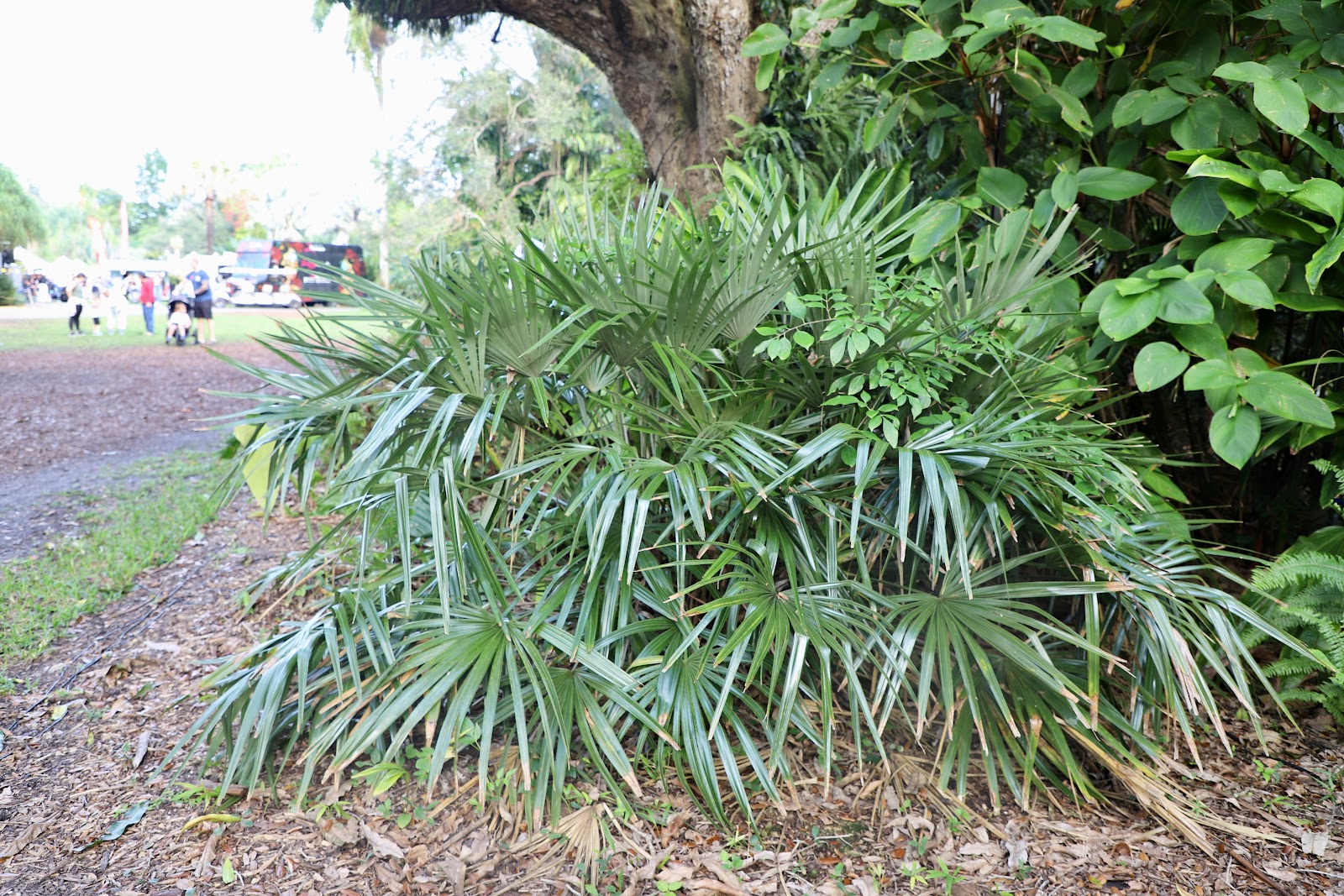 mature needle palm.JPG