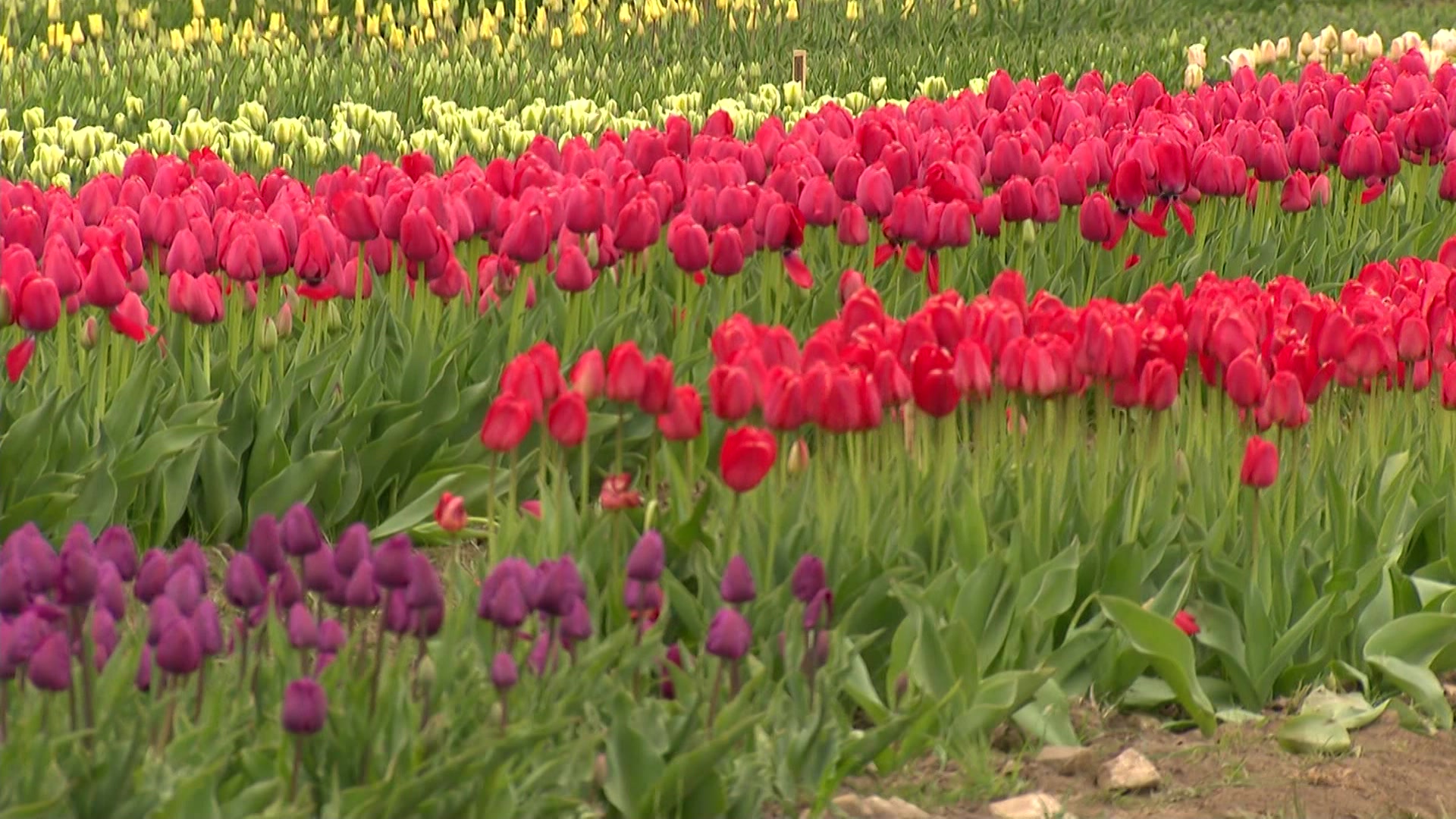 Road Trip Preston tulip farm lets you pick your own flowers