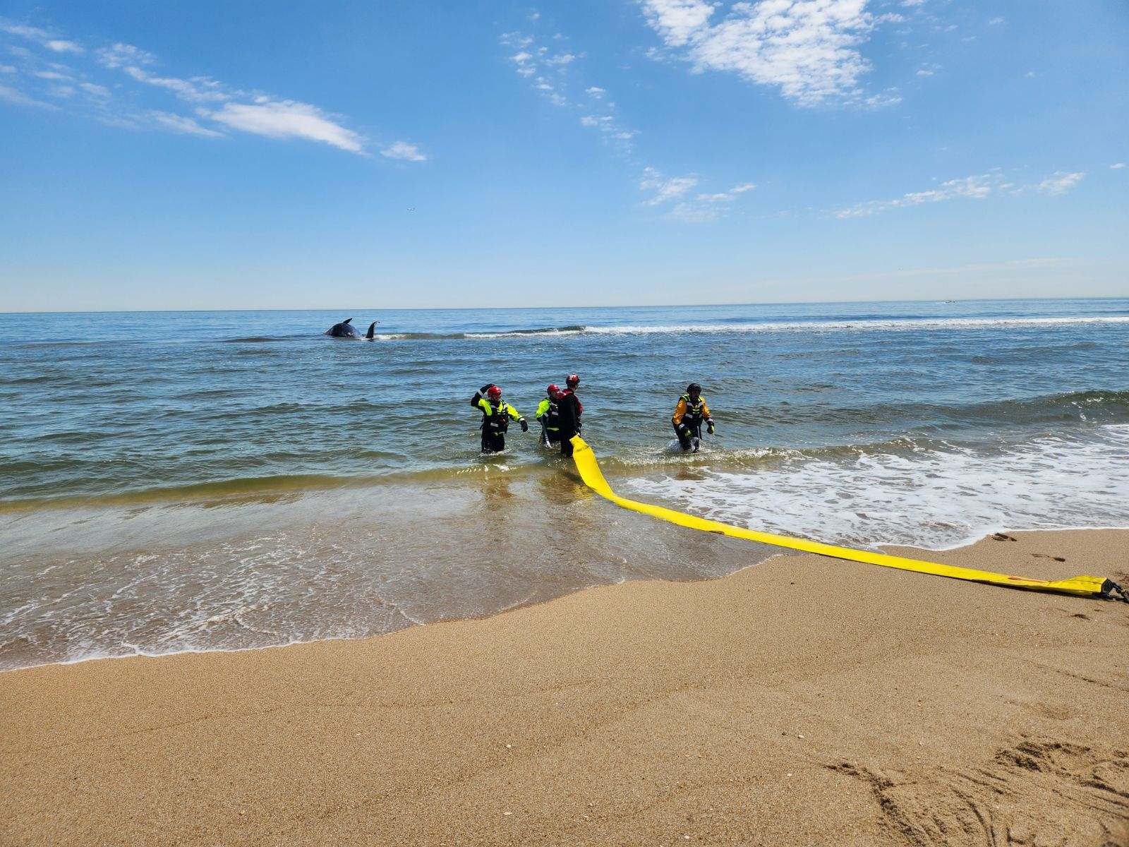 NY Harbor Whale May 7 2024 Credit AMSEAS.jpg