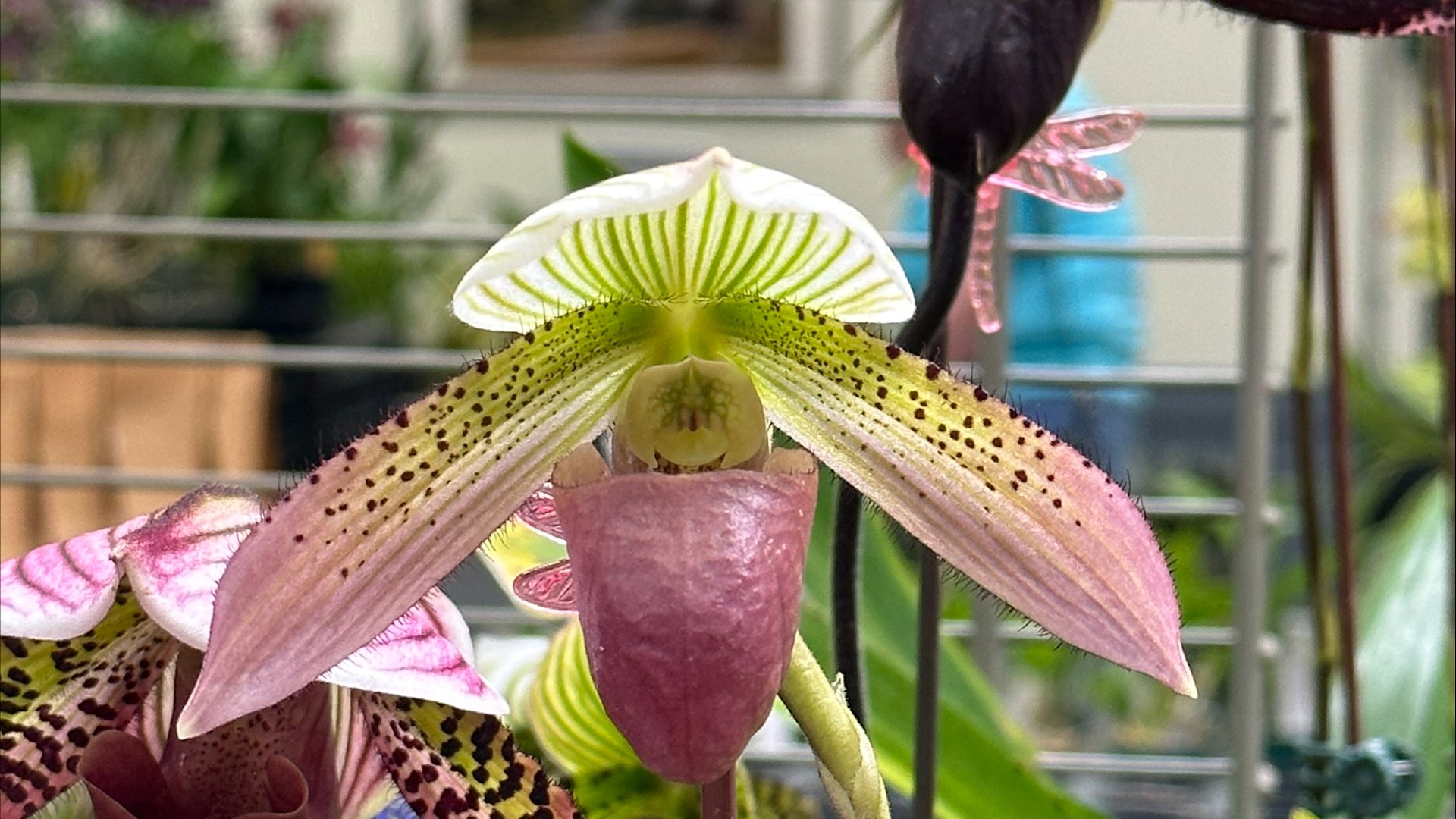 Long Island Orchid Festival 2025