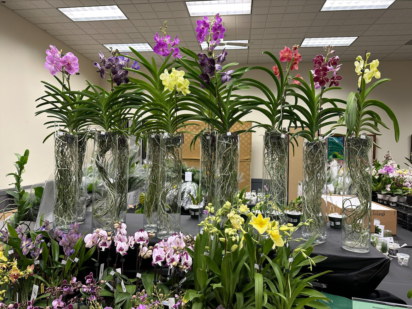 Long Island Orchid Festival being held this weekend at Planting Fields