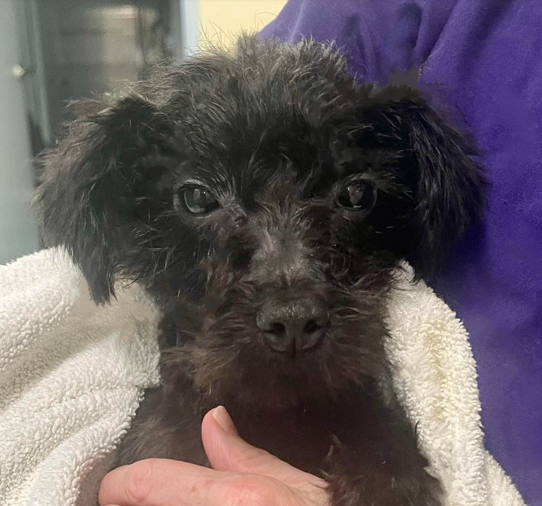 3 dogs found in van in Cortlandt Manor seeking forever home