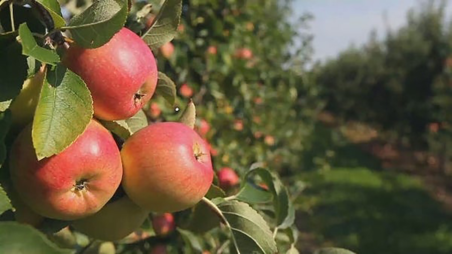 Order Hudson Valley Pink Lady Apples