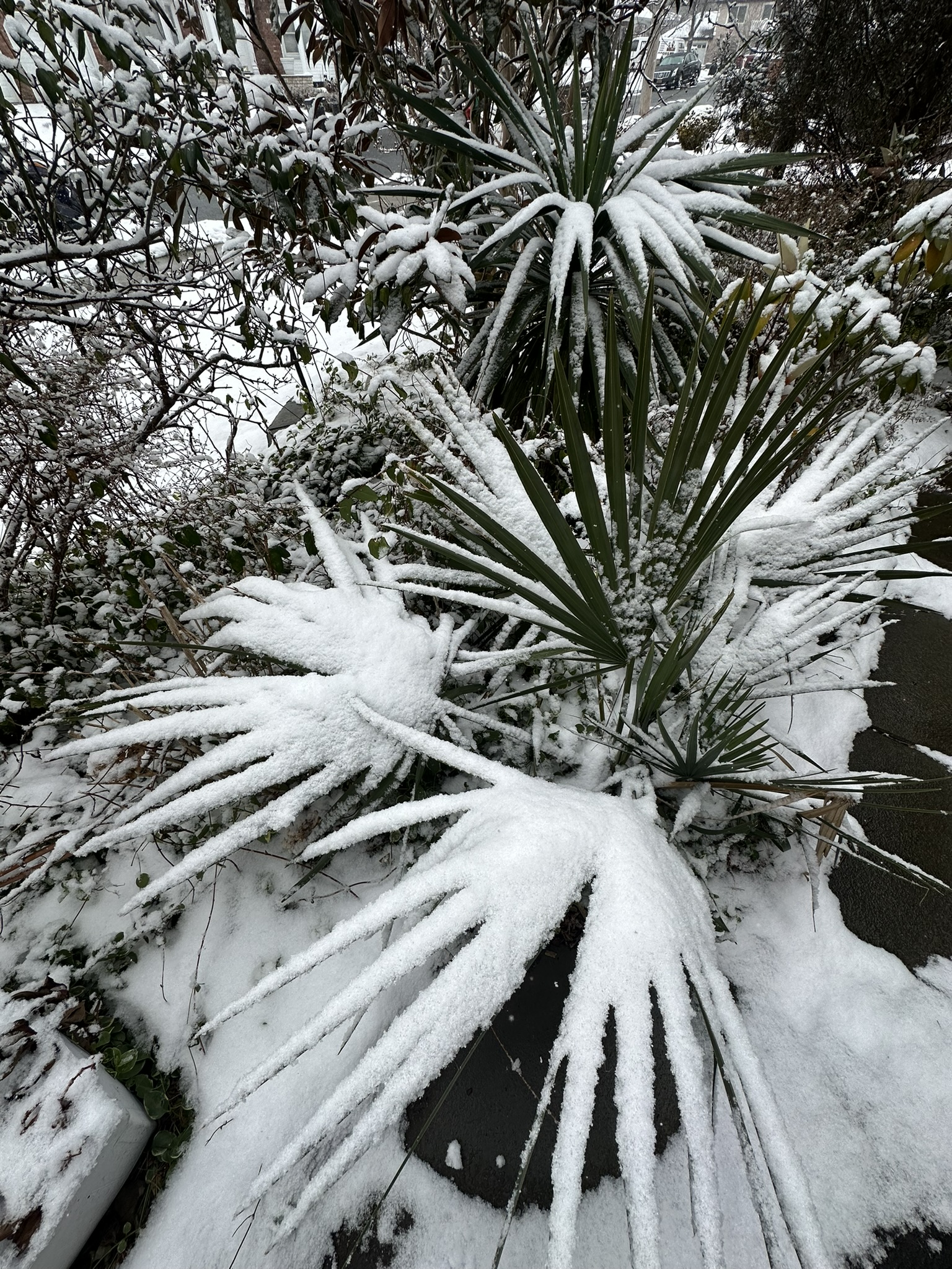 Sabal minor in snow.JPEG