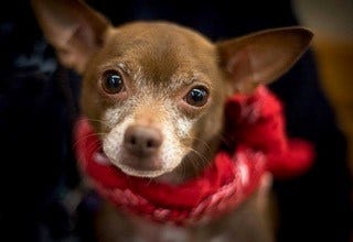 Article 125740 Thumbnail