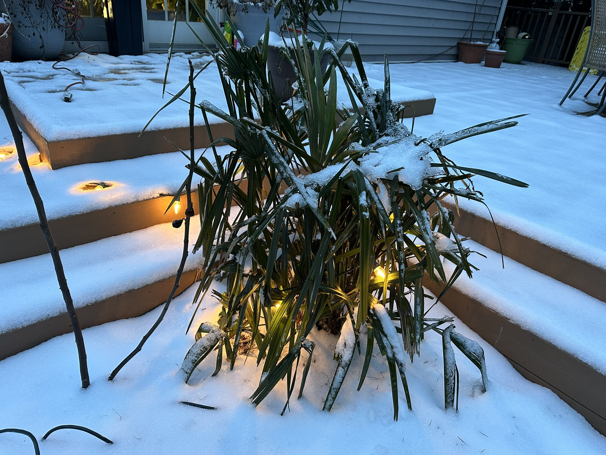 Needle Palm in the snow.JPEG