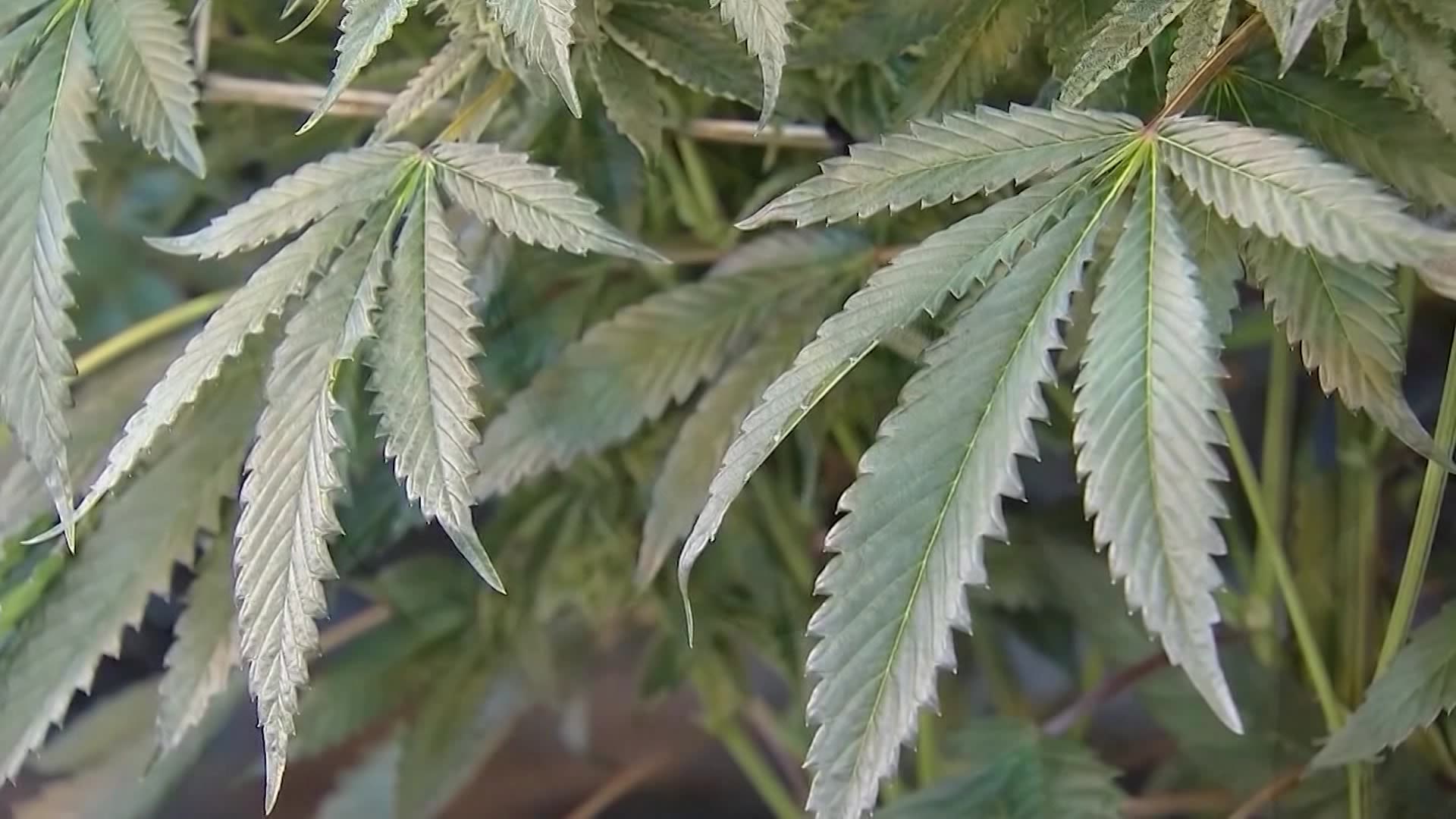 Can employers test for marijuana use now that it’s legal in NJ