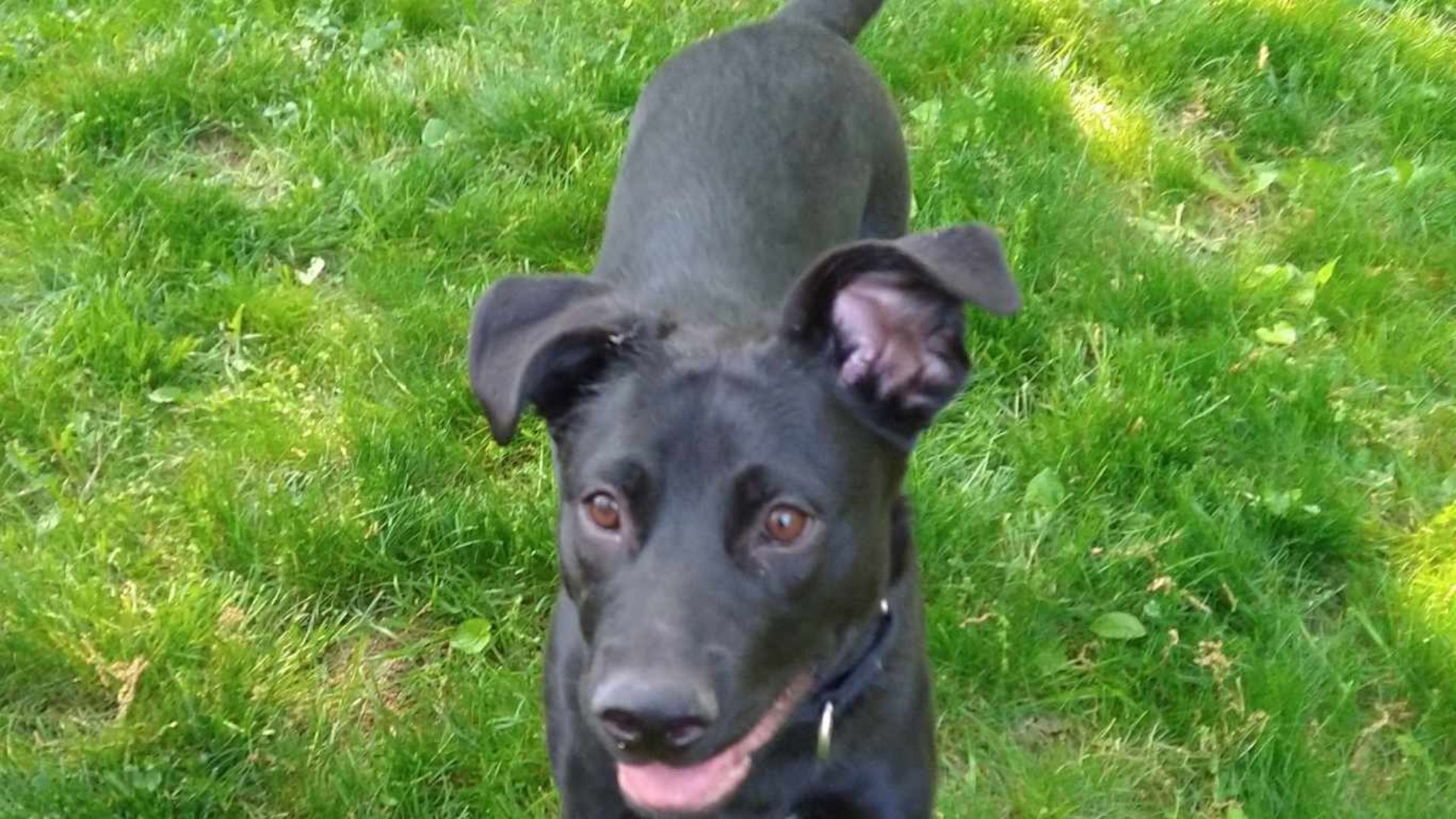 Paws & Pals: Meet goofy lab-German Shepard mix Wallie