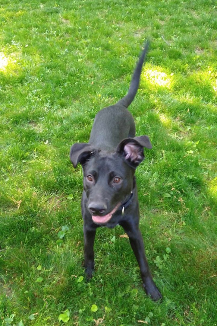 Paws & Pals: Meet goofy lab-German Shepard mix Wallie