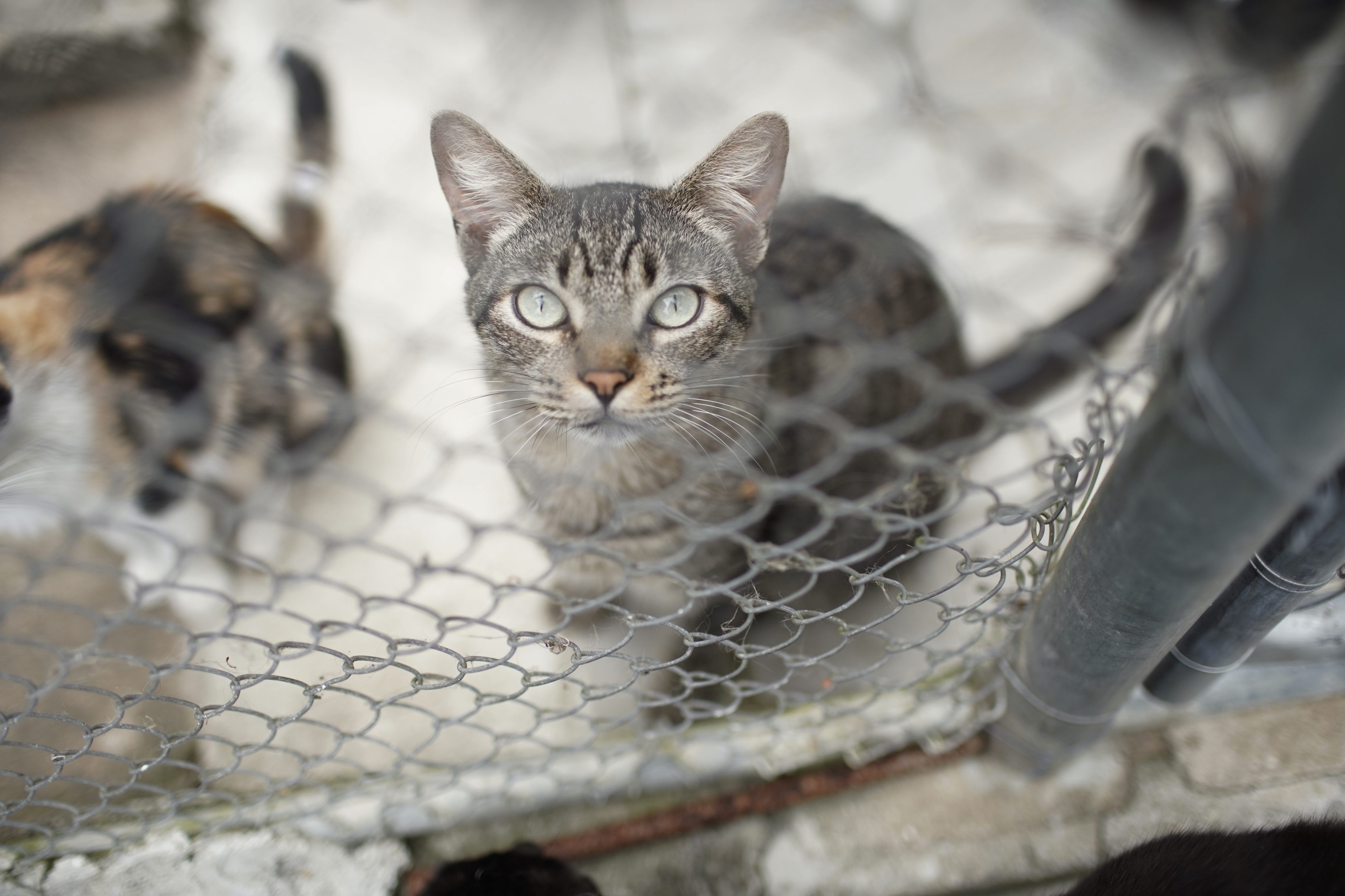 Article 263995 Hero Image