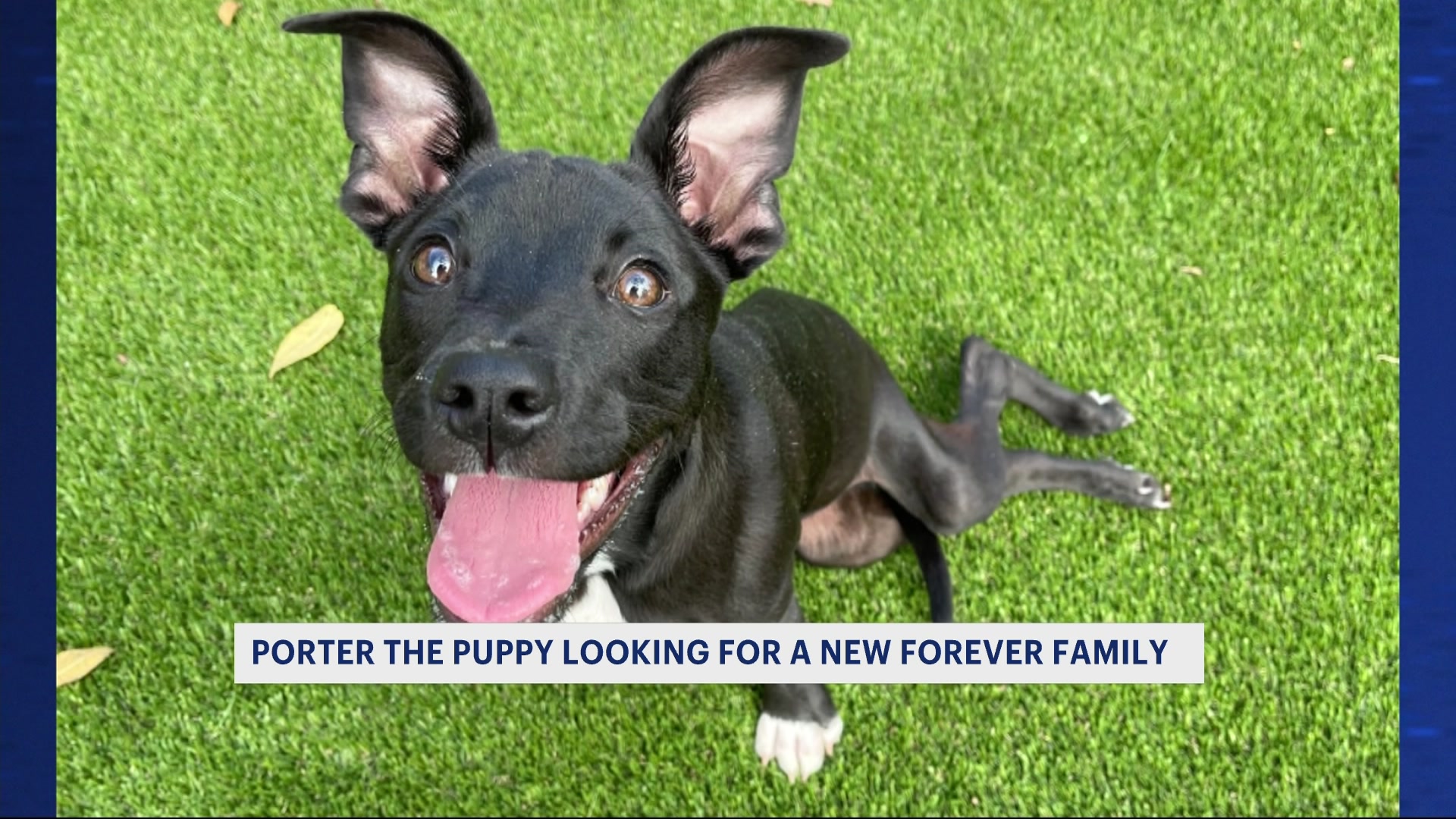 puppy-with-limited-use-of-back-legs-looking-for-furever-home