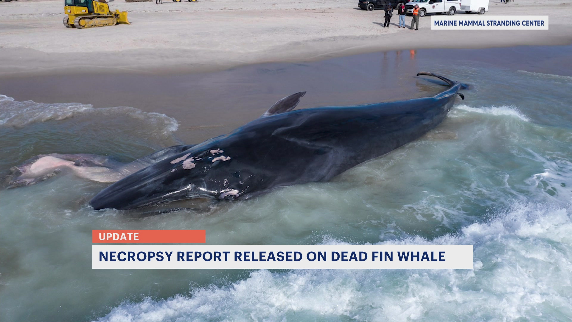 2222026NJwhale_2026-02-22-07-01-39