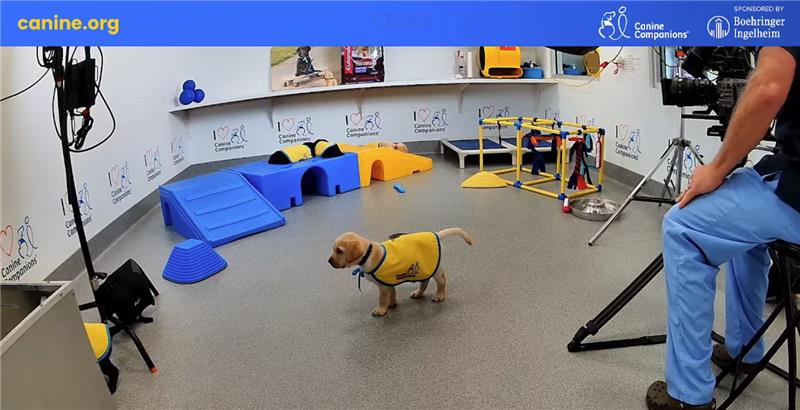 Canine Companions Puppy Cam