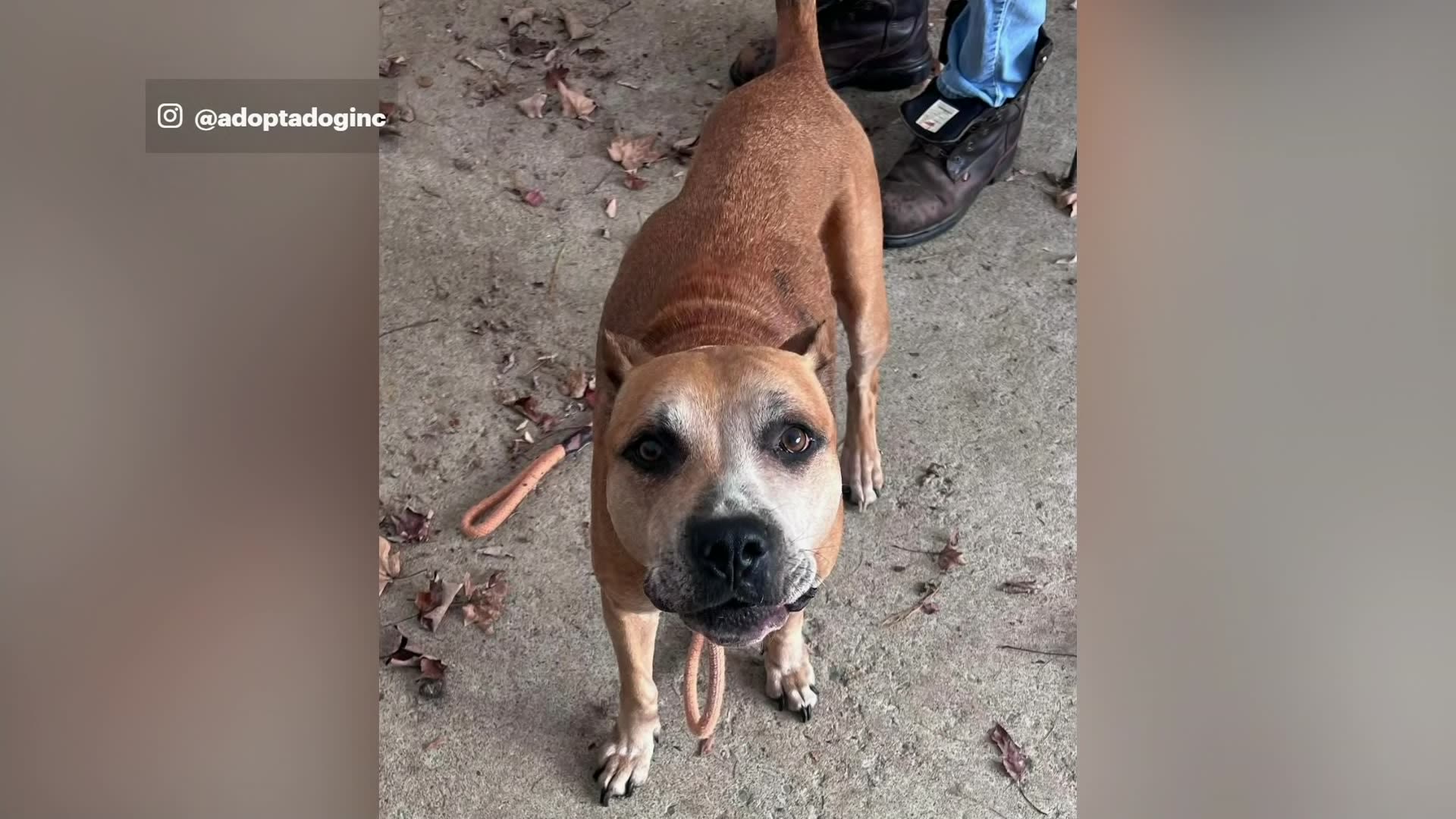 Dog left chained to door at Armonk animal shelter